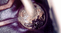 component with charring